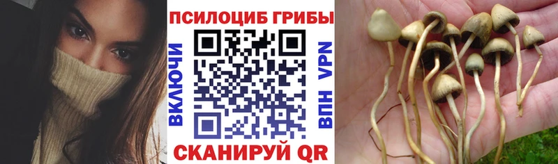 Купить где  Великие Луки  Псилоцибиновые грибы GOLDEN TEACHER 